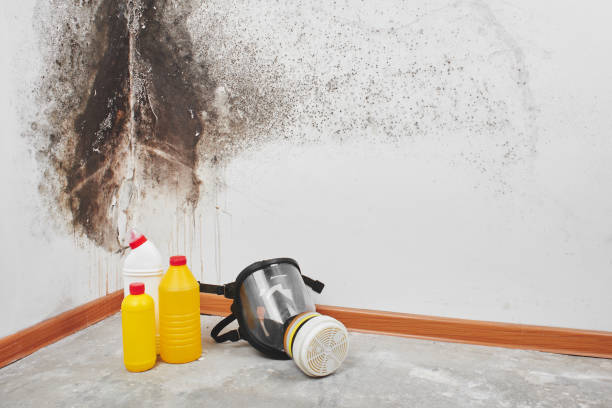 Best Attic Mold Removal  in Sherrill, NY