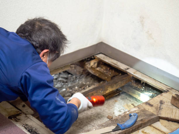 Best Office Mold Removal Services  in Sherrill, NY