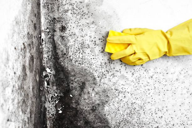 Best Fast Mold Removal  in Sherrill, NY