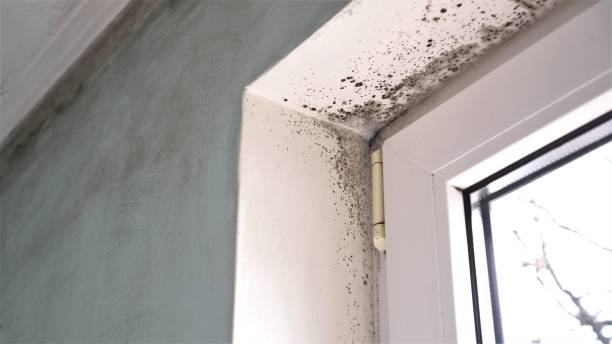Best Mold Damage Repair  in Sherrill, NY