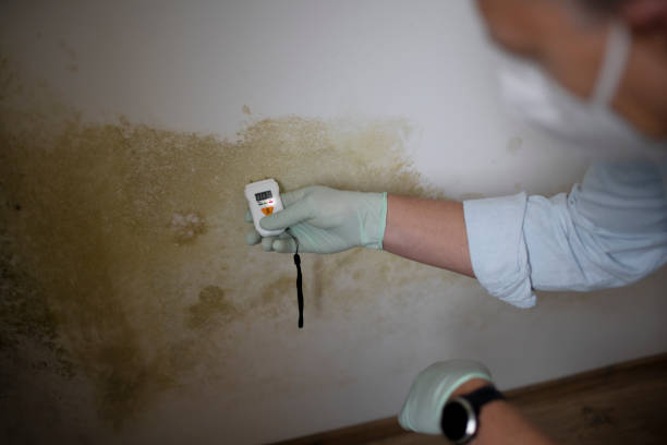 Best Black Mold Removal  in Sherrill, NY