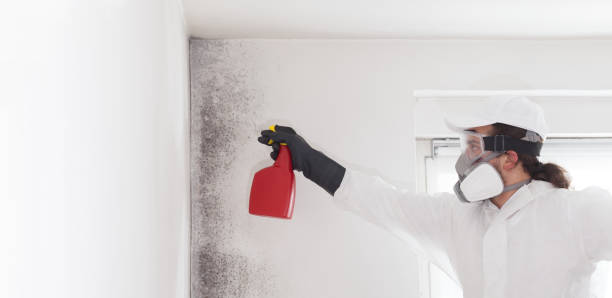 Best Toxic Mold Removal  in Sherrill, NY
