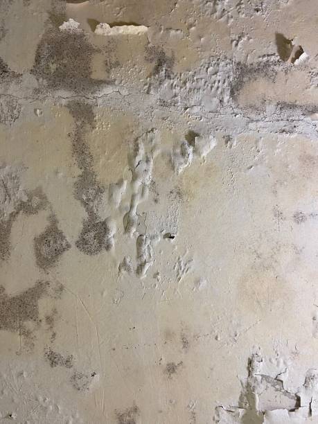 Best Mold Remediation Services  in Sherrill, NY