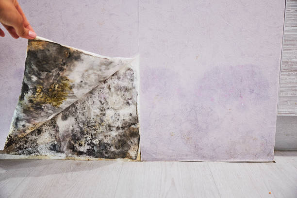 Best Mold Testing  in Sherrill, NY